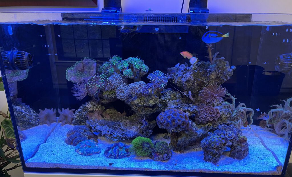 Fish tank with coral and several fish